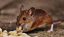 24 Hour & Emergency Exterminators in Mooresville, NC